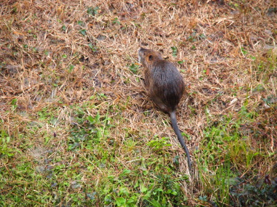 [The top back view of a large brown rodent with a long, round tail climbing a hillside with dormant(brown) grass.]